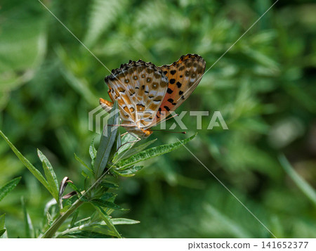 Fritillary fritillary, Nymphalidae, perching on a leaf ♂ Fritillary fritillary, Nymphalidae, perching on a leaf ♂ 141652377
