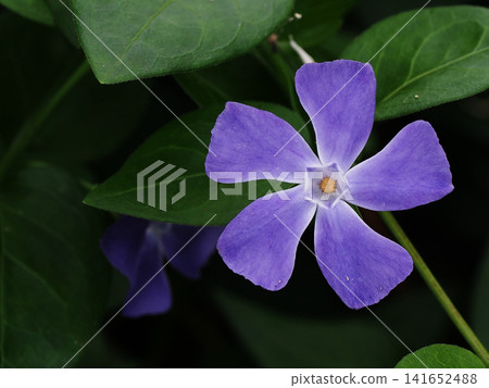 藍紫色長春花的特寫（長春花在陰涼處盛開） 141652488