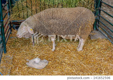 Newborn Lamb Ewe Farm 141652506