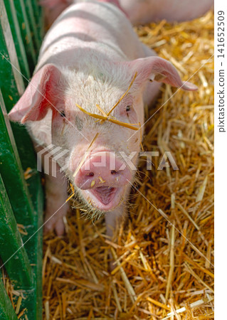 Pig Snout Open Mouth Pig Snout Open Mouth 141652509