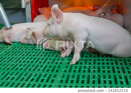 Piglets Nursing Crate Farm Piglets Nursing Crate Farm 141652510