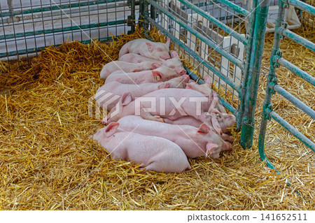 Piglets Sleeping Together Piglets Sleeping Together 141652511