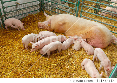 Piglets Sow Pigs Farming Piglets Sow Pigs Farming 141652512