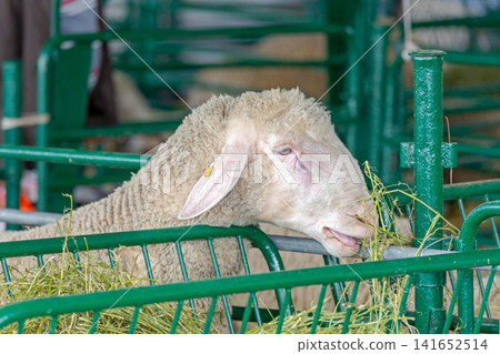 Sheep Head Close up 141652514