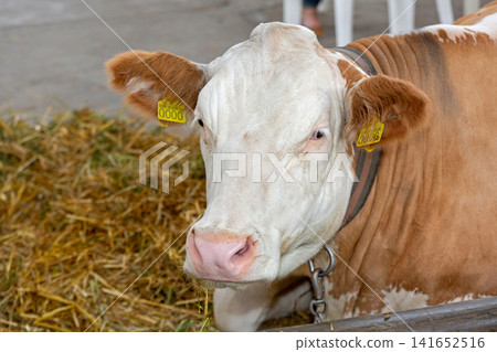 White Head Cow White Head Cow 141652516