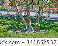 Trunks of apple trees on the background of a green lawn 141652532