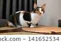 calico cat sitting on a wooden table with textured placemats in a calm indoor setting with curtains and furniture, side view, brown and white fur, home decor, pet photography. 141652534
