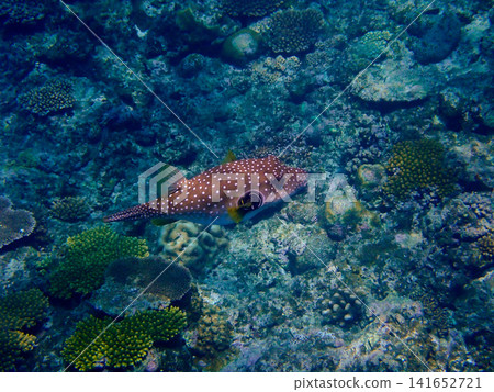 Poisonous pufferfish Poisonous pufferfish 141652721