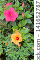 盛開的芙蓉 141652787