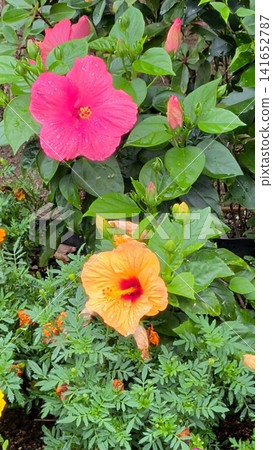 盛開的芙蓉 盛開的芙蓉 141652787