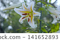 The King of Lilies: The Mountain Lily, a flower that blooms in summer. 141652893