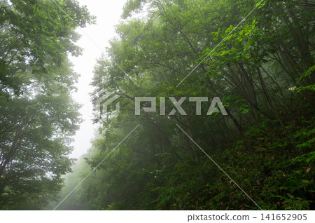 A misty forest landscape in Kuzumaki Town, Sodoyama Plateau A misty forest landscape in Kuzumaki Town, Sodoyama Plateau 141652905