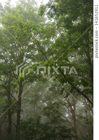 A misty forest landscape in Kuzumaki Town, Sodoyama Plateau A misty forest landscape in Kuzumaki Town, Sodoyama Plateau 141652911