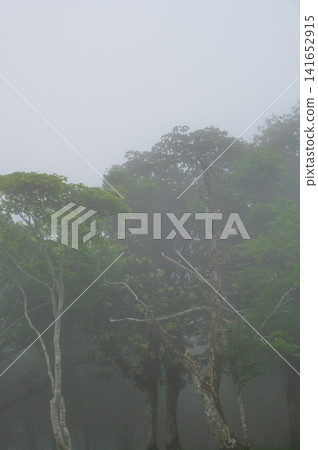 A misty forest landscape in Kuzumaki Town, Sodoyama Plateau A misty forest landscape in Kuzumaki Town, Sodoyama Plateau 141652915