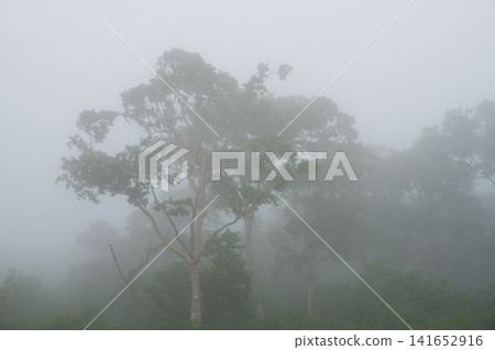 A misty forest landscape in Kuzumaki Town, Sodoyama Plateau A misty forest landscape in Kuzumaki Town, Sodoyama Plateau 141652916