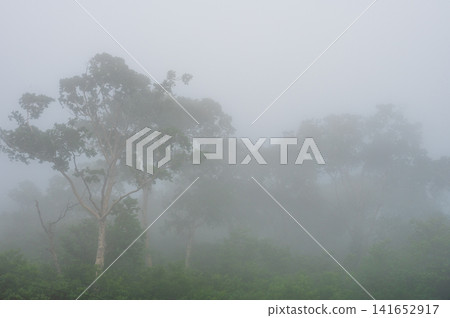A misty forest landscape in Kuzumaki Town, Sodoyama Plateau A misty forest landscape in Kuzumaki Town, Sodoyama Plateau 141652917