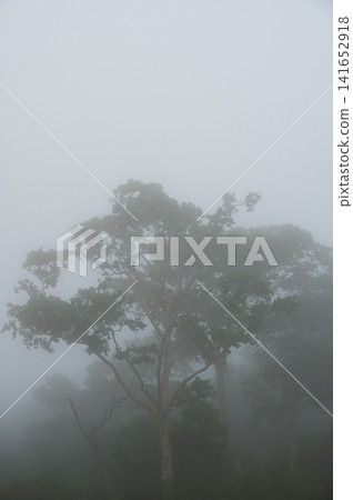 A misty forest landscape in Kuzumaki Town, Sodoyama Plateau A misty forest landscape in Kuzumaki Town, Sodoyama Plateau 141652918