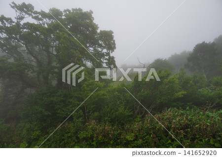 A misty forest landscape in Kuzumaki Town, Sodoyama Plateau A misty forest landscape in Kuzumaki Town, Sodoyama Plateau 141652920