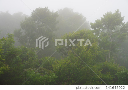 A misty forest landscape in Kuzumaki Town, Sodoyama Plateau A misty forest landscape in Kuzumaki Town, Sodoyama Plateau 141652922