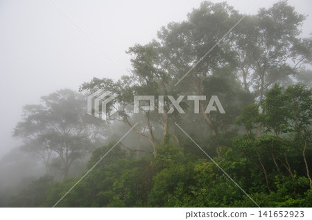 A misty forest landscape in Kuzumaki Town, Sodoyama Plateau A misty forest landscape in Kuzumaki Town, Sodoyama Plateau 141652923