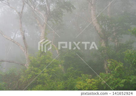 A misty forest landscape in Kuzumaki Town, Sodoyama Plateau A misty forest landscape in Kuzumaki Town, Sodoyama Plateau 141652924