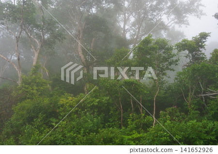 A misty forest landscape in Kuzumaki Town, Sodoyama Plateau A misty forest landscape in Kuzumaki Town, Sodoyama Plateau 141652926