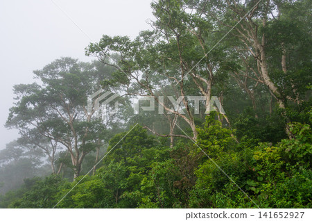 A misty forest landscape in Kuzumaki Town, Sodoyama Plateau A misty forest landscape in Kuzumaki Town, Sodoyama Plateau 141652927