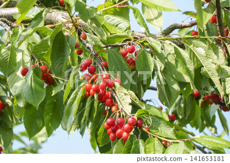 Red cherries ripening during cherry picking: A taste of summer in the orchard. Red cherries ripening during cherry picking: A taste of summer in the orchard. 141653181