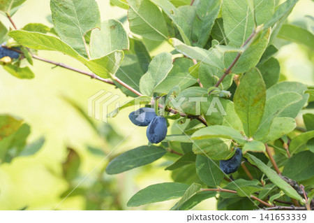 Haskap berries, a wild plant native to Hokkaido, in early summer. Haskap berries, a wild plant native to Hokkaido, in early summer. 141653339