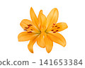 orange lily flower isolated on white background. Top view. Flat lay 141653384