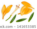 orange lily flower isolated on white background. Top view. Flat lay 141653385