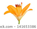 orange lily flower isolated on white background 141653386