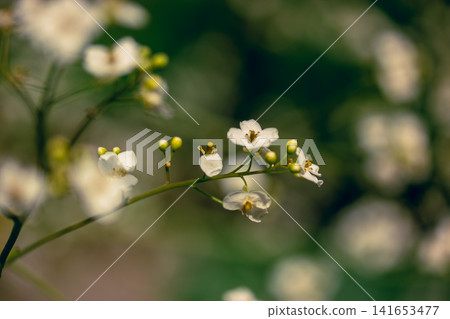 Tiny white wildflowers on a softly blurred green background, an atmospheric botanical composition filled with natural light. The image conveys seasonal renewal and the quiet beauty of wild flora. Tiny white wildflowers on a softly blurred green background, an atmospheric botanical composition filled with natural light. The image conveys seasonal renewal and the quiet beauty of wild flora. 141653477