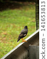 Bird in the park 141653813