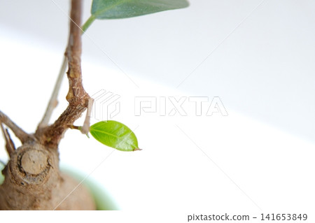 A close-up of the beautiful new shoots that have sprouted vigorously from the trunk of the banyan tree, 17 days after pruning. A close-up of the beautiful new shoots that have sprouted vigorously from the trunk of the banyan tree, 17 days after pruning. 141653849