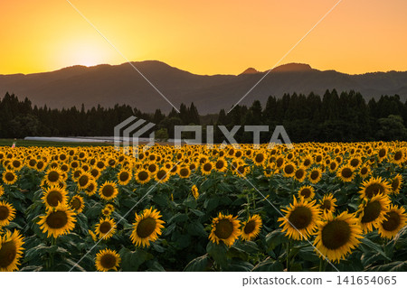 Sunflower field at dusk (Tsunan Sunflower Square) Sunflower field at dusk (Tsunan Sunflower Square) 141654065