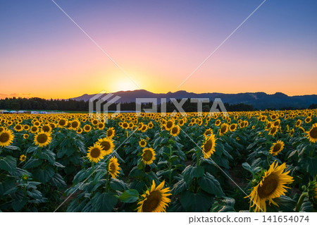 Sunflower field at dusk (Tsunan Sunflower Square) 141654074