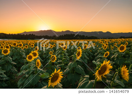 Sunflower field at dusk (Tsunan Sunflower Square) Sunflower field at dusk (Tsunan Sunflower Square) 141654079