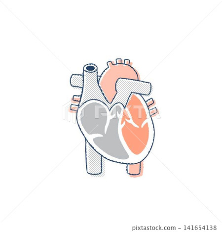 Cross section of heart Cross section of heart 141654138