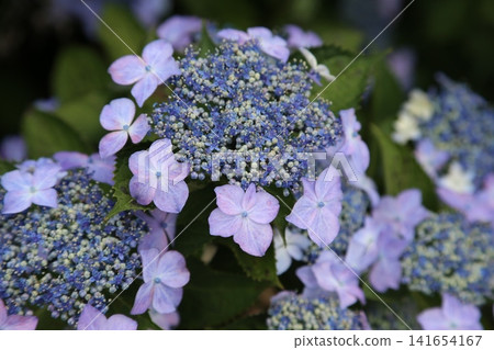 Hydrangeas at Isoyama Shrine (Kanuma City, Tochigi Prefecture) Hydrangeas at Isoyama Shrine (Kanuma City, Tochigi Prefecture) 141654167
