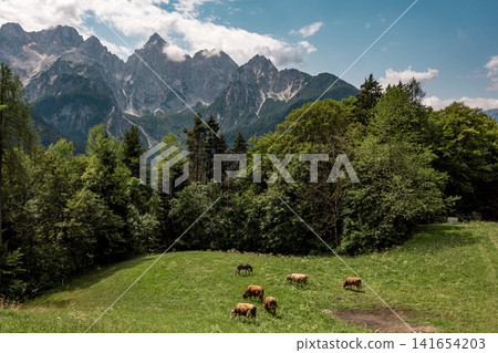 View in Kranjska Gora on the edge of Triglav National Park in Slovenia, towards the Julian Alps with green meadow and grazing cows in foreground, peaceful alpine countryside landscape View in Kranjska Gora on the edge of Triglav National Park in Slovenia, towards the Julian Alps with green meadow and grazing cows in foreground, peaceful alpine countryside landscape 141654203