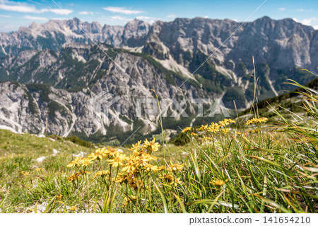 Mountain views with meadow of yellow flowers on the hike to the Ponza mountains in Triglav National Park, Slovenia, with rocky Julian Alps peaks, green alpine grassland and wildflowers in foreground Mountain views with meadow of yellow flowers on the hike to the Ponza mountains in Triglav National Park, Slovenia, with rocky Julian Alps peaks, green alpine grassland and wildflowers in foreground 141654210