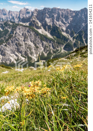 Mountain views with meadow of yellow flowers on the hike to the Ponza mountains in Triglav National Park, Slovenia, with rocky Julian Alps peaks, green alpine grassland and wildflowers in foreground 141654211