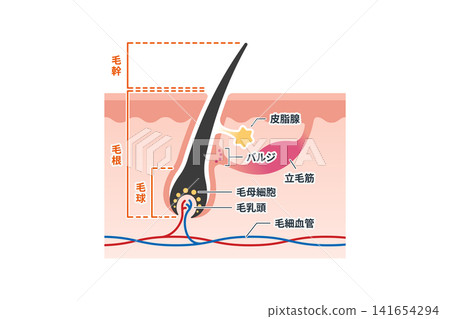 皮膚橫切面圖,解釋了毛髮和毛囊的結構。 皮膚橫切面圖,解釋了毛髮和毛囊的結構。 141654294