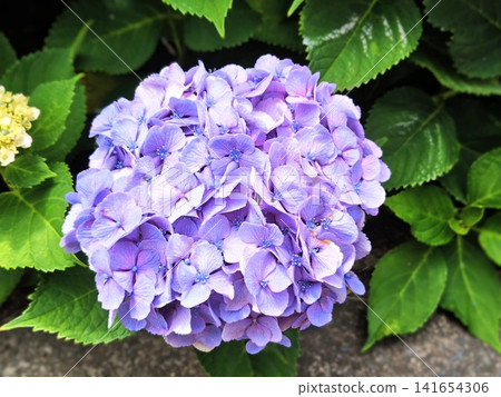 Beautiful and vibrant hydrangeas 141654306