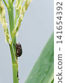Small brown insect clinging to a green corn stalk 141654392