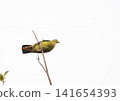 Green pigeon perched on a bare twig against a white sky 141654393