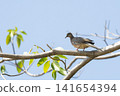 Spotted dove perched on a tree branch under a clear blue sky 141654394
