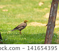 Brown myna calling while walking across green grass 141654395