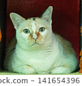 Cream cat resting and looking directly at the camera indoors 141654396